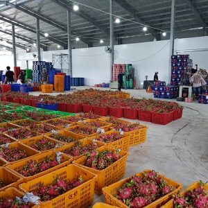 Kho lạnh bảo quản thanh long