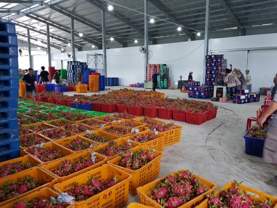 1668567062_kho-lanh-bao-quan-thanh-long-3 - Copy